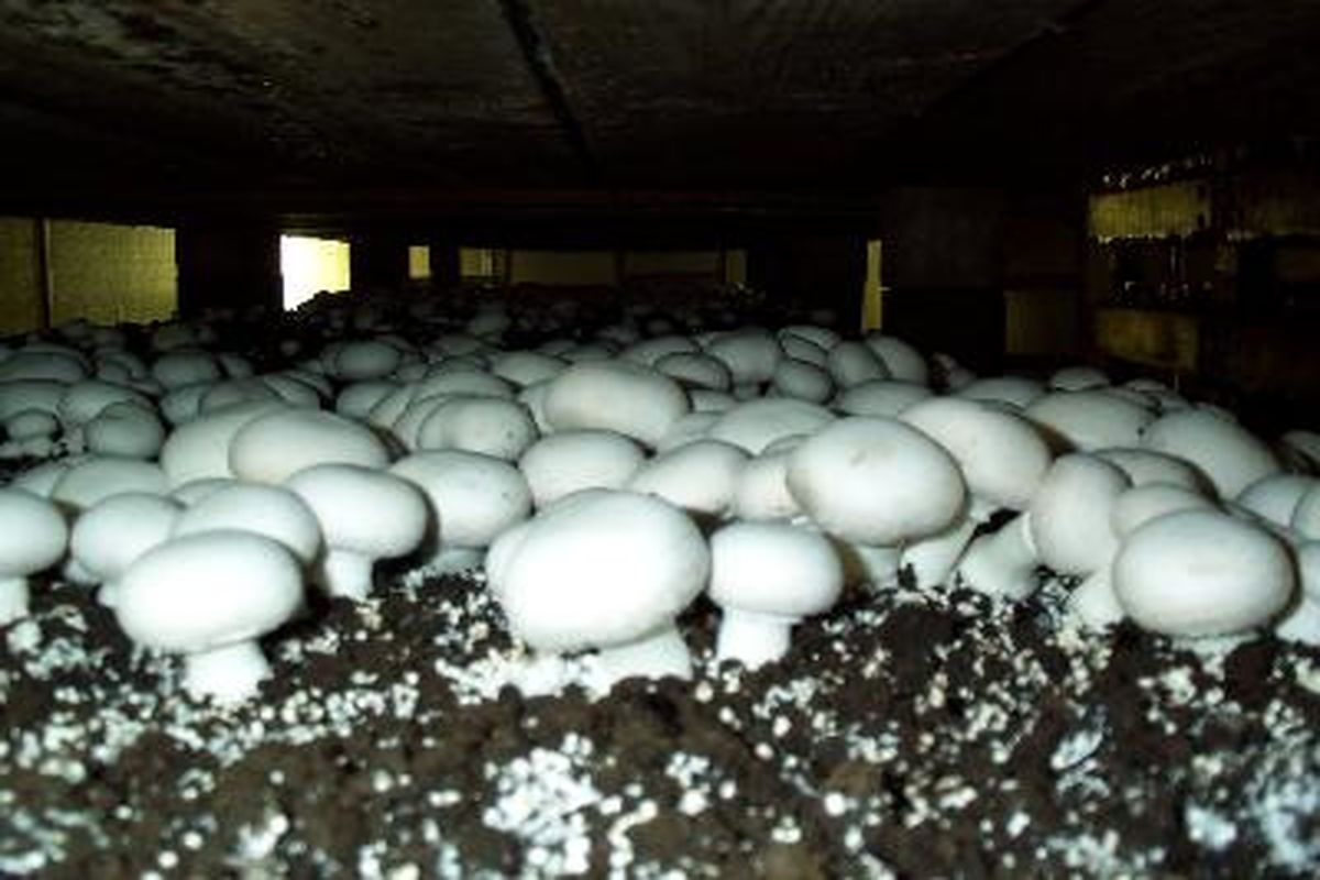 پیش‌بینی تولید شش‌هزار تن قارچ در چهارمحال و بختیاری