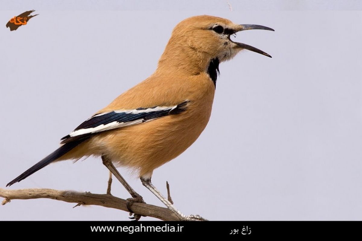 نخلستان روستای دهسلم خراسان جنوبی زیستگاه پرنده زاغ بور است