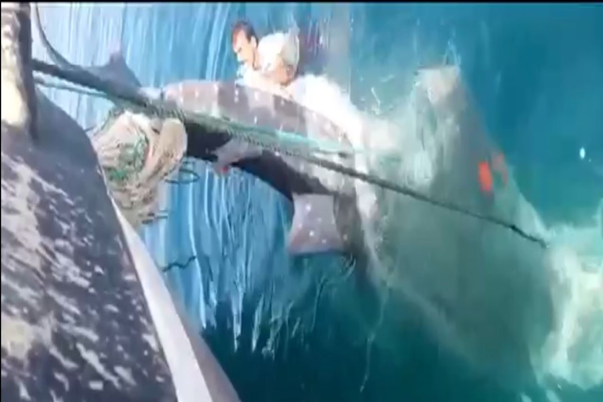 نجات نهنگ ۷ متری از مرگ