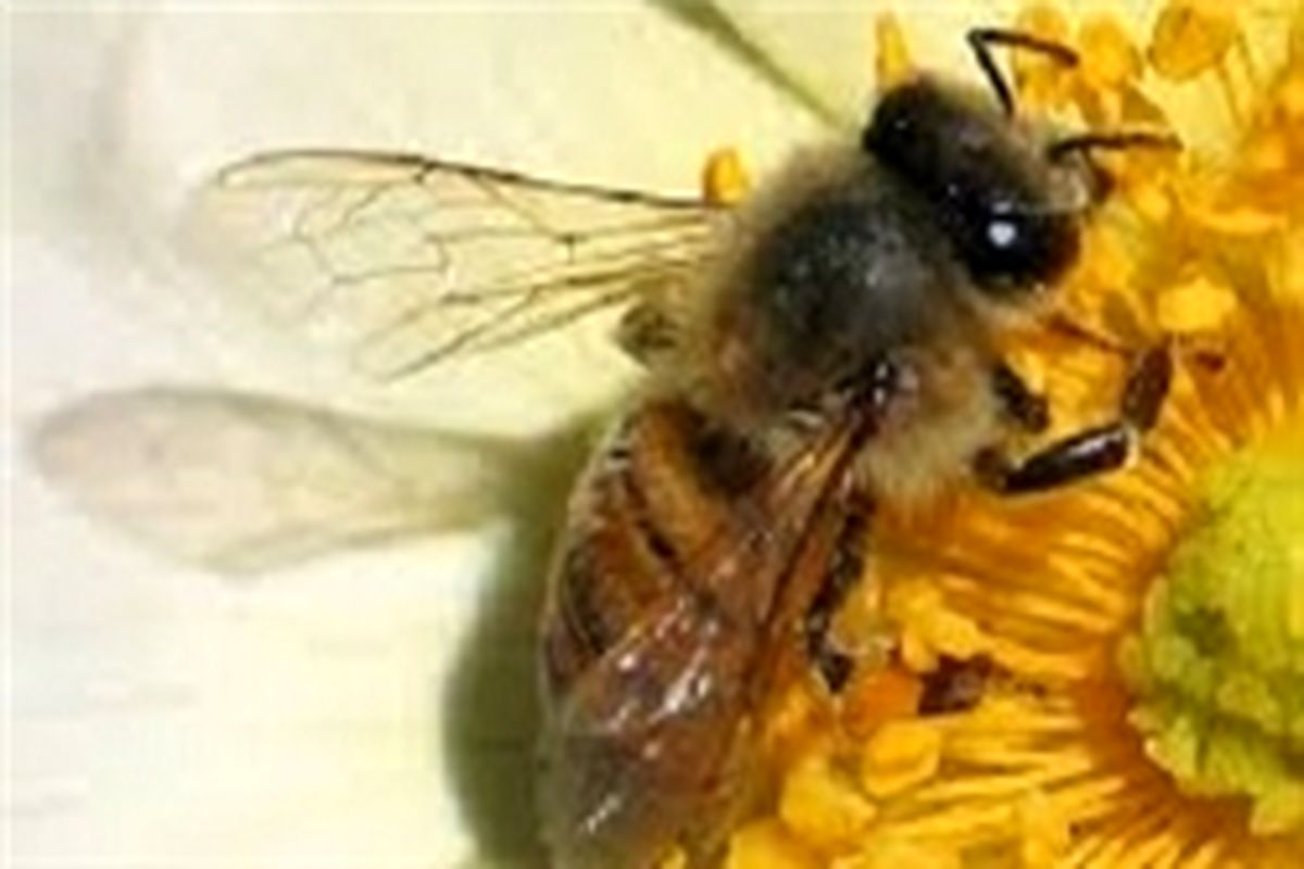 پایان طرح پایش بهاره بیماری‌های زنبور عسل در چهارمحال و بختیاری