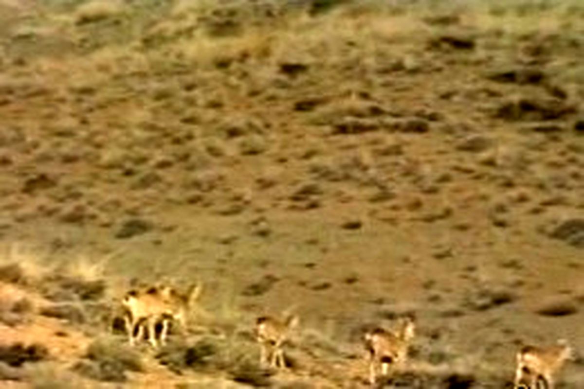 فعالیت ۱۱ پاسگاه محیط‌بانی در اردبیل‌