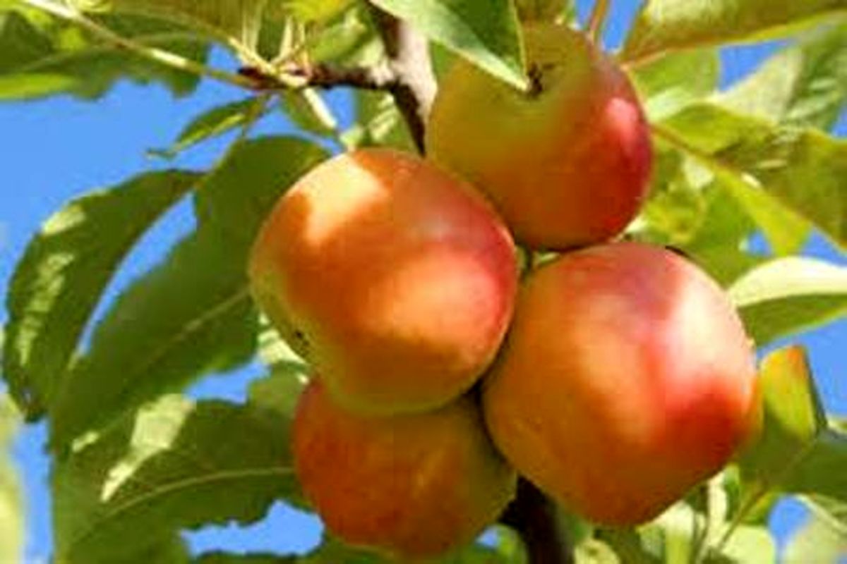 آغاز برداشت ۴۵ هزار تن سیب درختی از باغ های چهارمحال و بختیاری