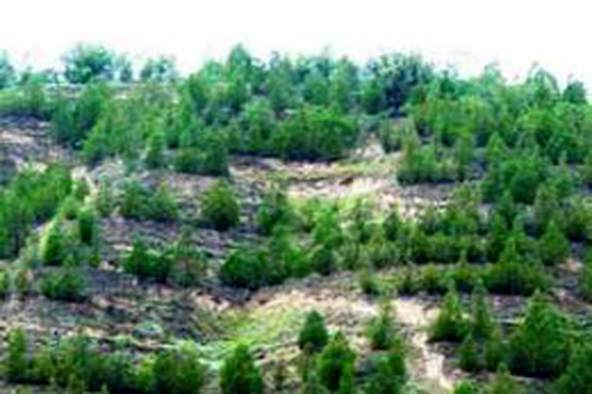 اختصاص ۲۰۰۰ هکتار اراضی استان به جنگل‌کاری اقتصادی