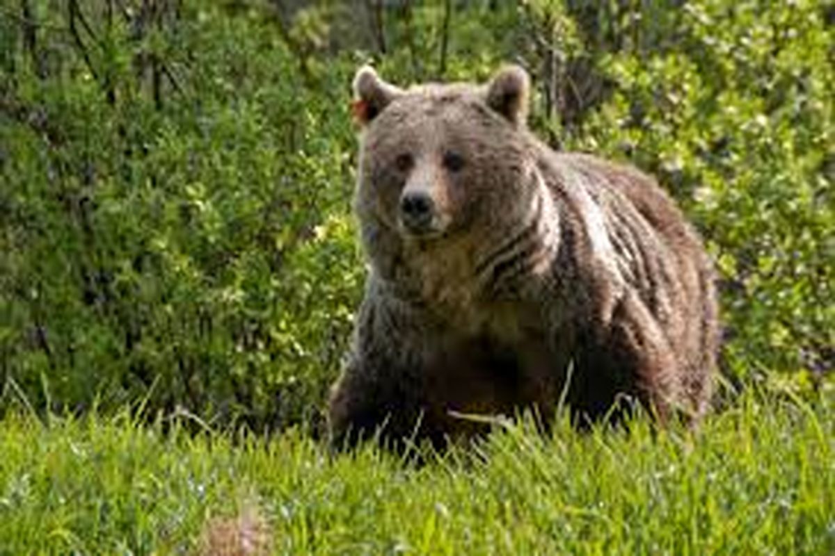 زنده‌گیری یک خرس در پارک ملی کیاسر