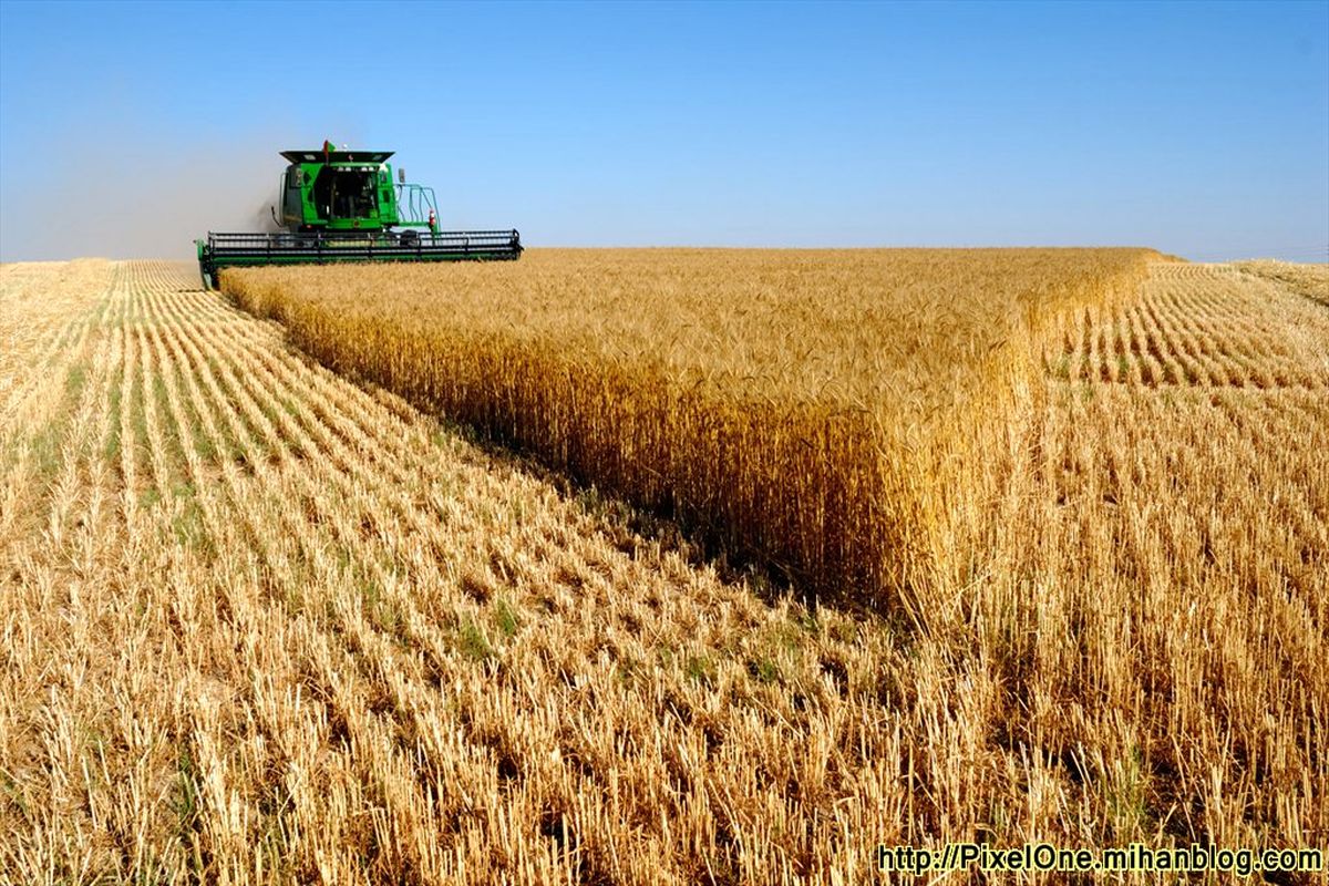۲۸۰ هزار تن گندم مازاد بر نیاز از کشاورزان استان اردبیل خریداری شد