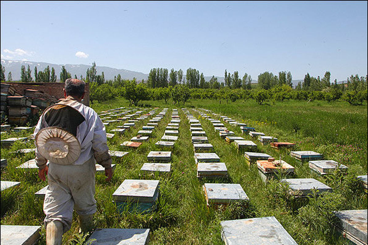 فعالیت  ۱۳۰۰ نفر در بخش تولید عسل