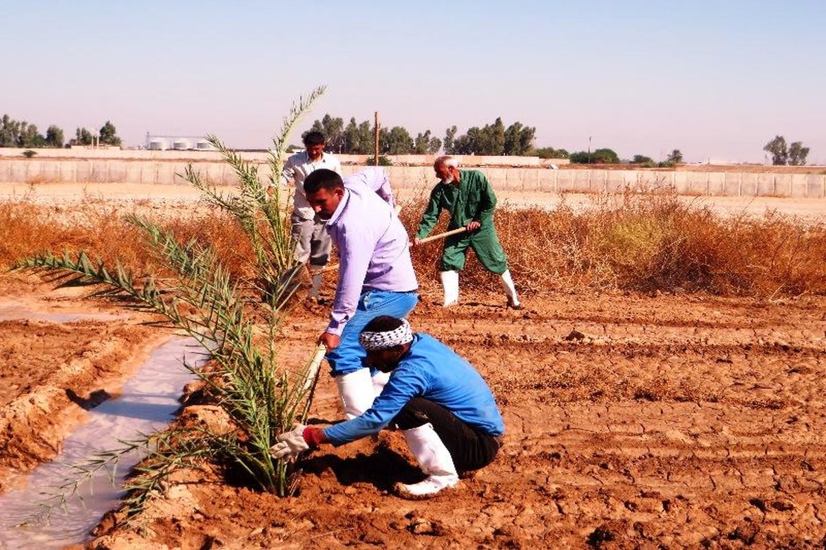 کشت ۲۰ هزار اصله پاجوش خرما در خاش