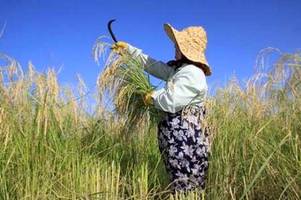 گرمای شدید برای برداشت محصول برنج مفید است