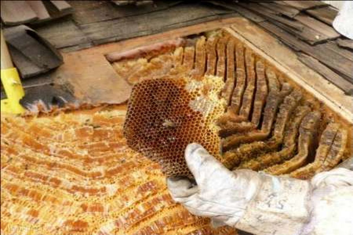 برداشت عسل در شهرستان چرداول آغاز شد