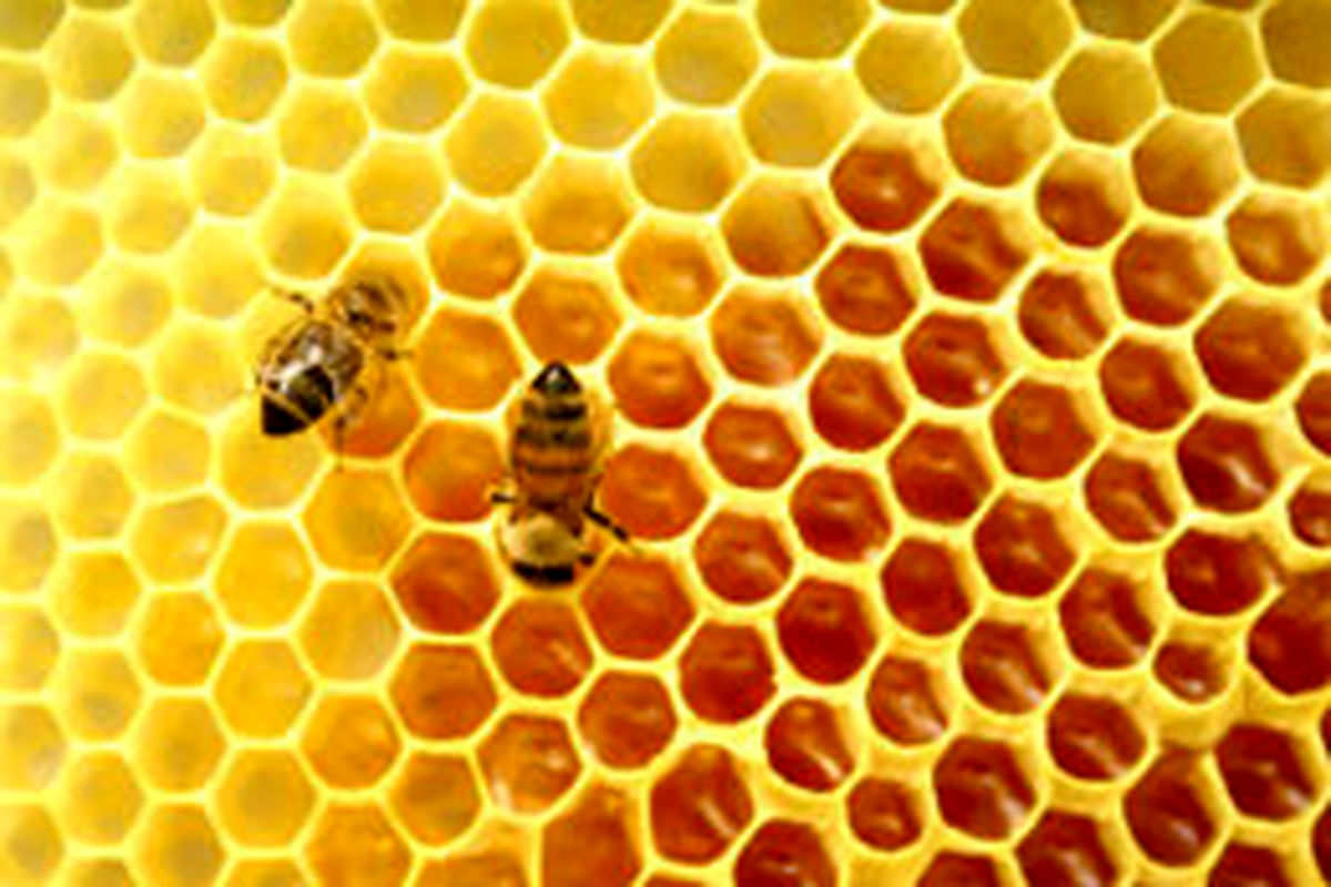 تشکیل اولین اتحادیه شرکت های تعاونی زنبورداری در گلستان