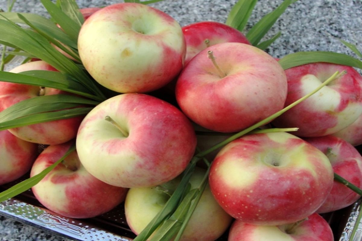 تولید سالانه ۳۵ هزار تن سیب گلاب در اصفهان