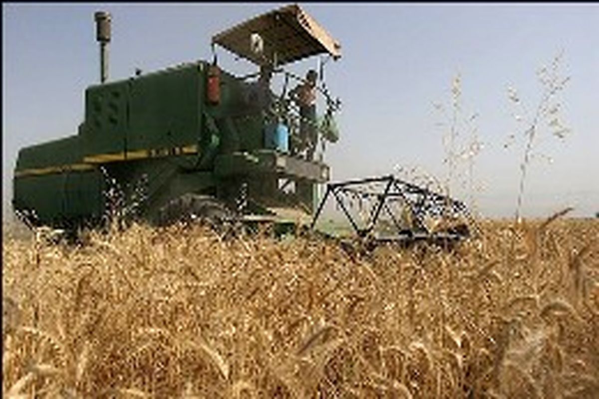 افزایش ۵۵ درصدی تولید گندم در شهرستان نیر