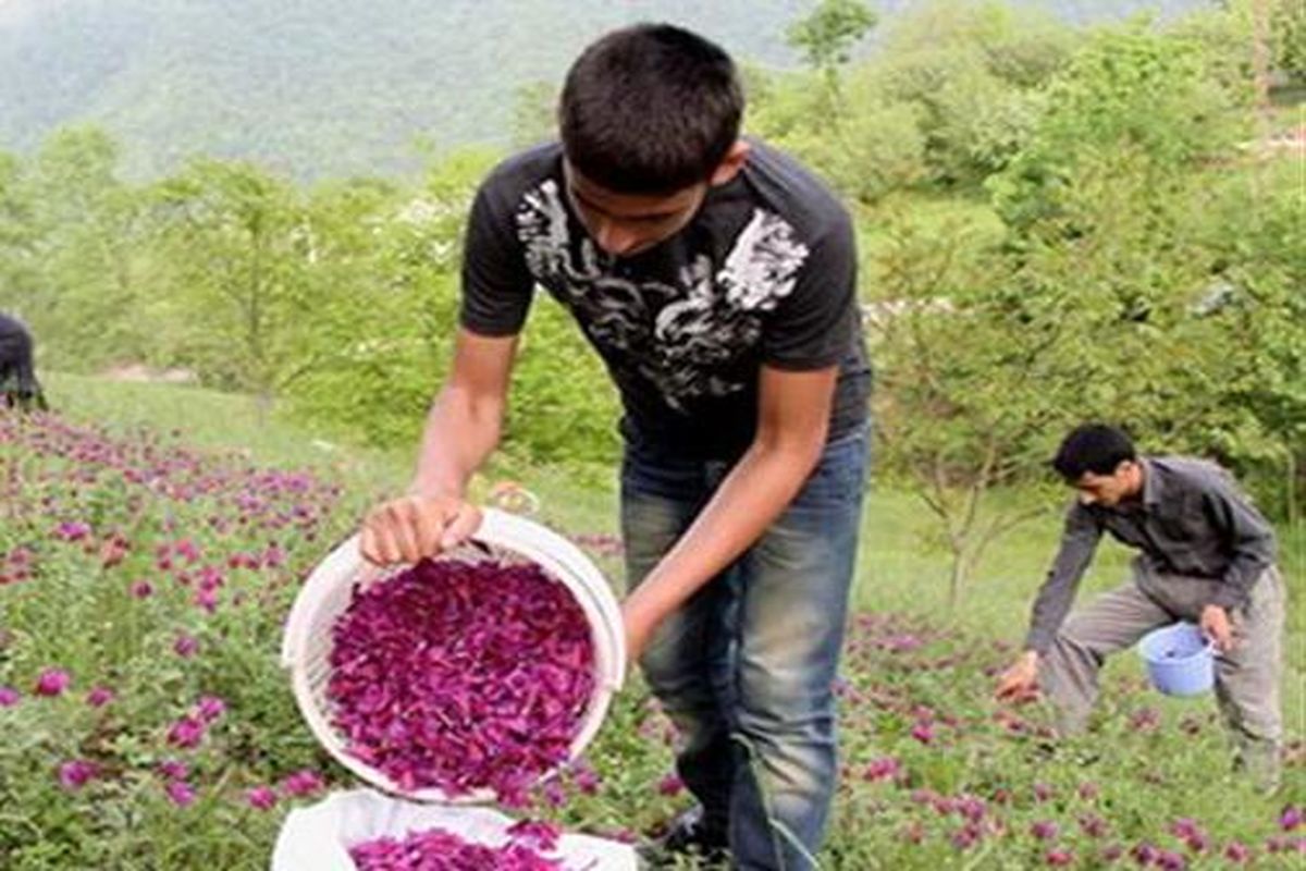 زندانیان ایلام گیاهان دارویی پرورش می دهند