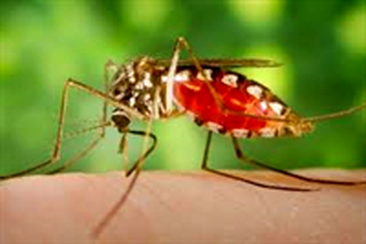 میزان مبتلایان به مالاریا در سیستان و بلوچستان به ۲۸۷ مورد کاهش پیدا کرده است