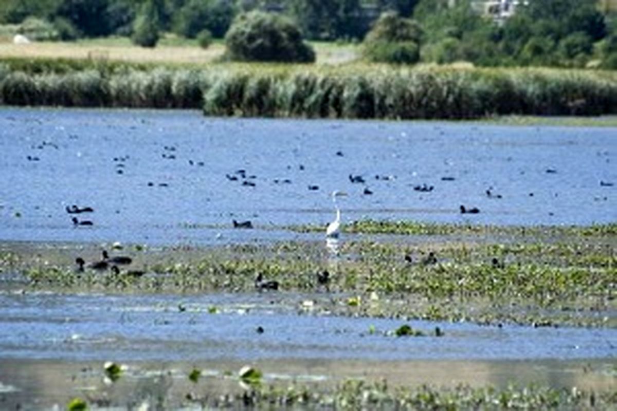 تابستان گذرانی ۳۵ هزار پرنده مهاجر در چهارمحال و بختیاری