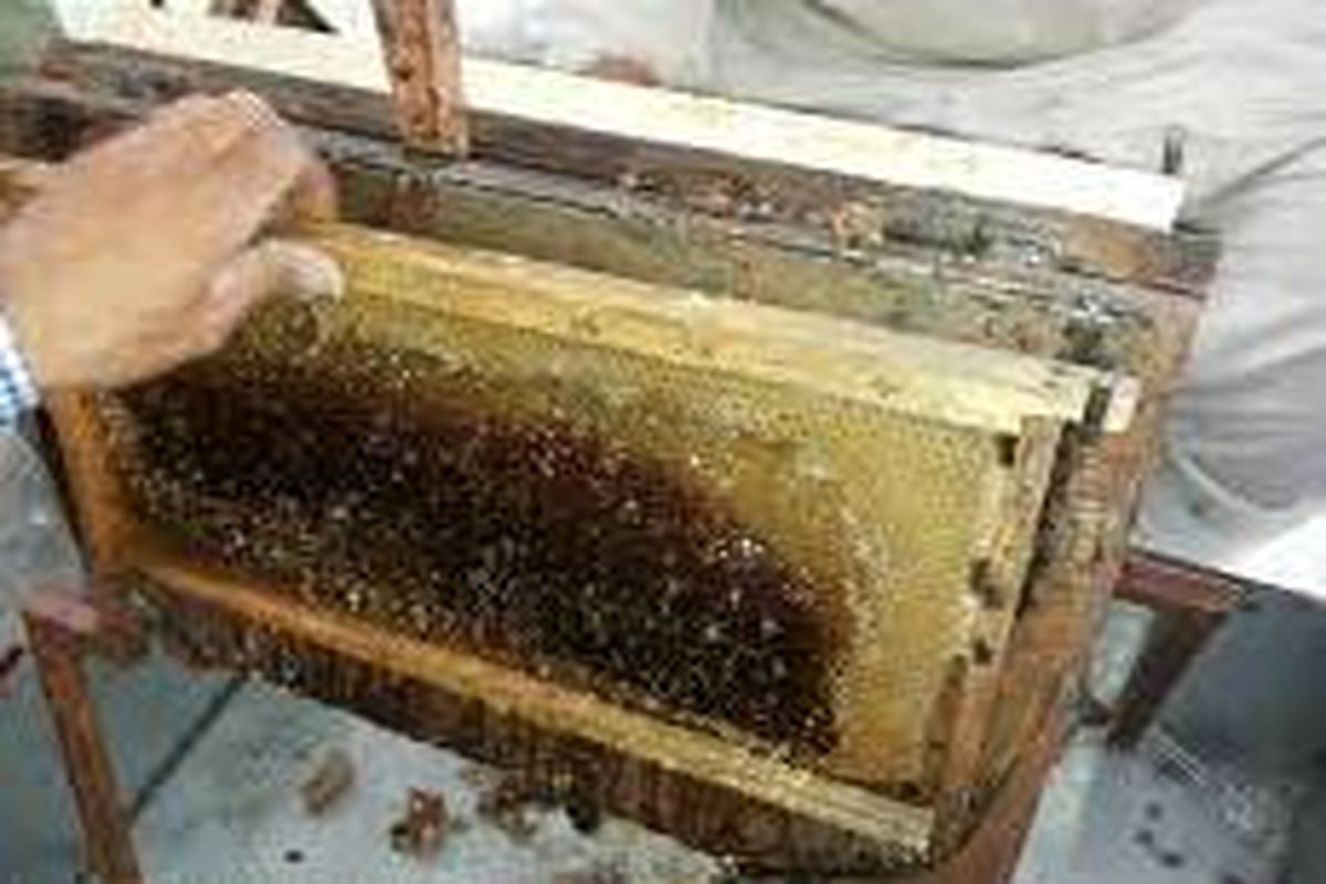 آغاز برداشت عسل در شهرستان چرام