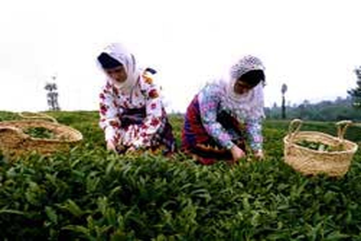 ساخت فیلم مستند چای در لاهیجان