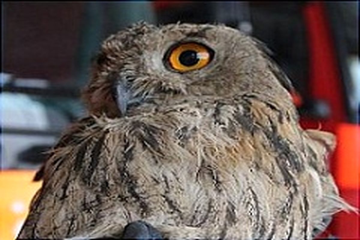 تحویل دوجغد به محیط زیست زرین دشت