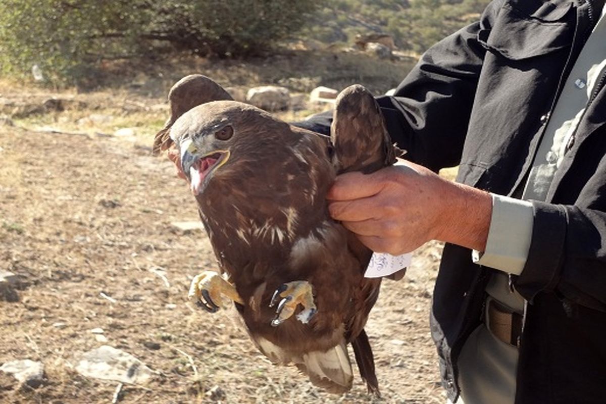 یک بهله پرنده شکاری عقاب در یاسوج پس از مداوا به دامان طبیعت بازگشت
