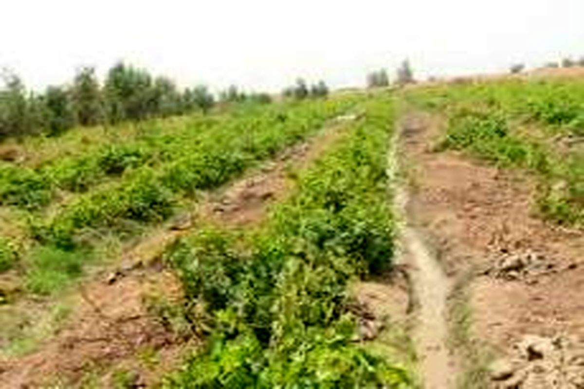 افتتاح ۲۱۰ پروژه بخش کشاورزی در استان