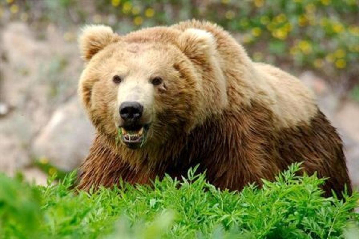 حمله یک قلاده خرس وحشی به چوپانی در بروجن