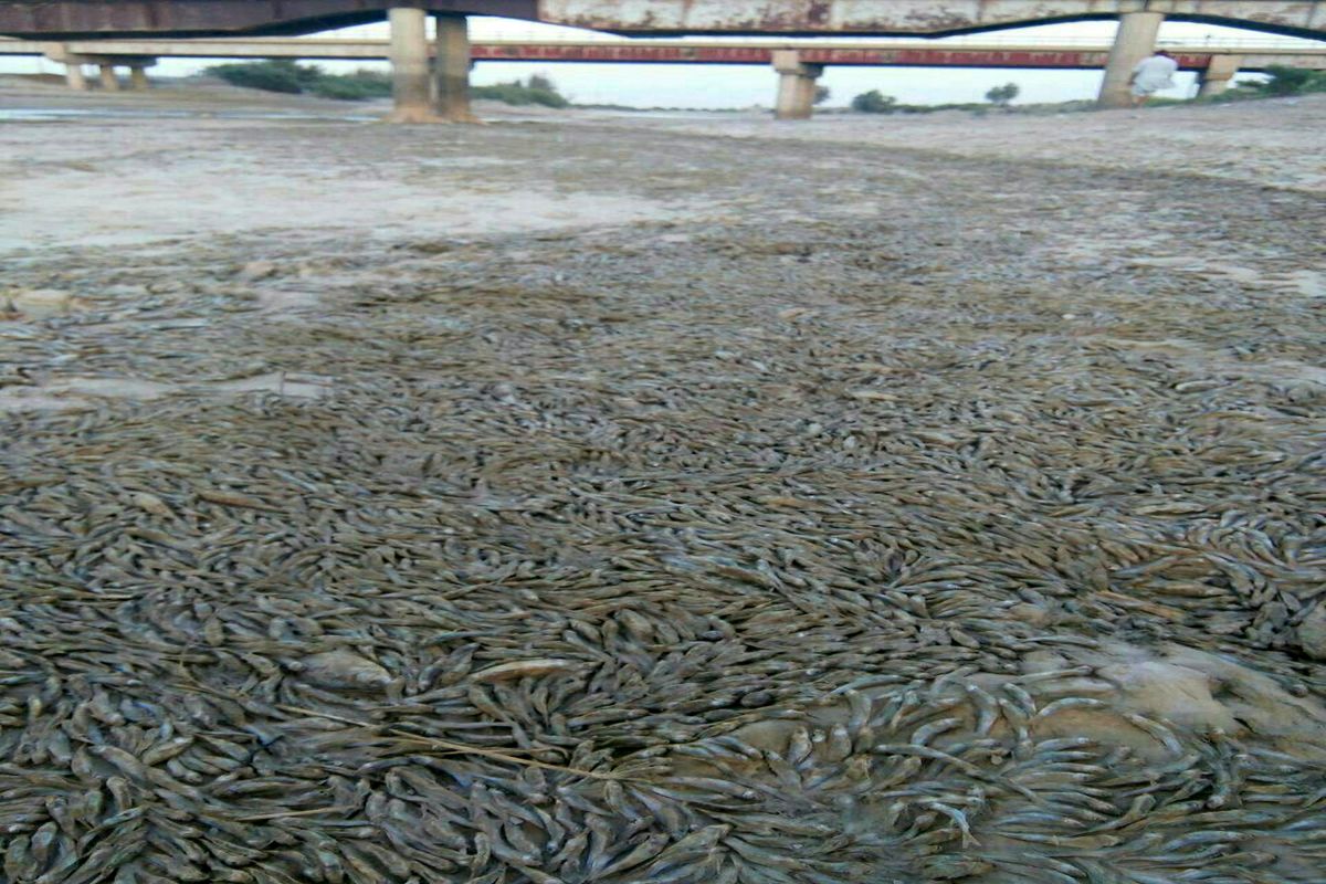 مرگ و میر ده‌ها هزار قطعه ماهی در هورالعظیم