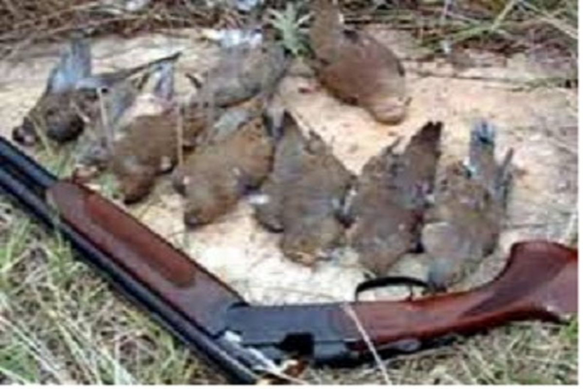 دستگیری سه شکارچی متخلف کبک در اردل