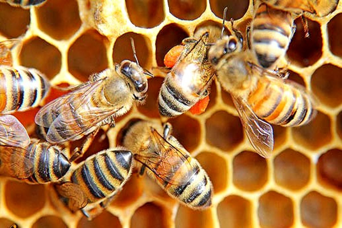 ۱۹۰ هزار کلنی زنبورعسل در استان همدان وجود دارد