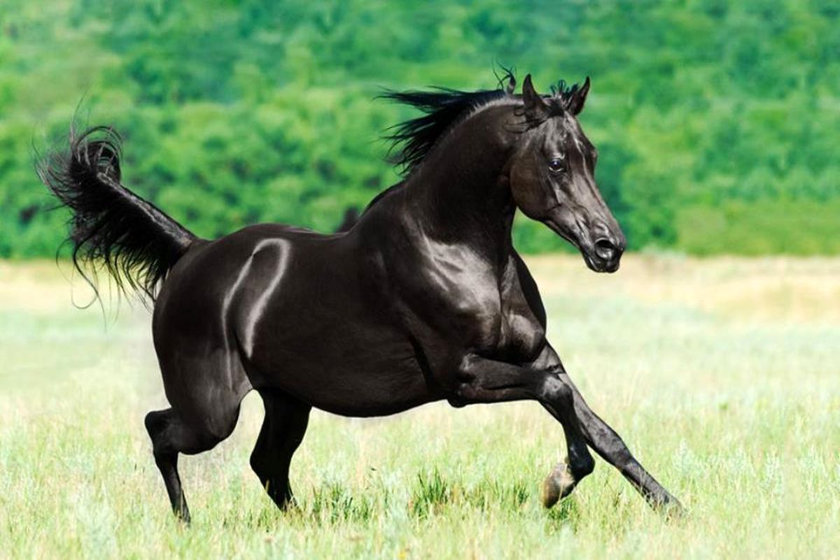 اسب‌های اصیل ایرانی را ببینید