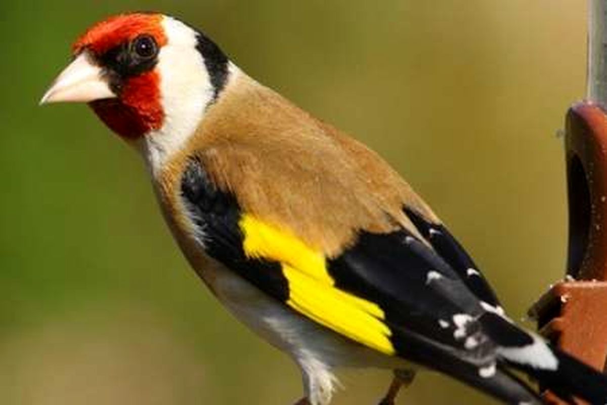 دستگیری چهار شکارچی سهره طلایی در اردل