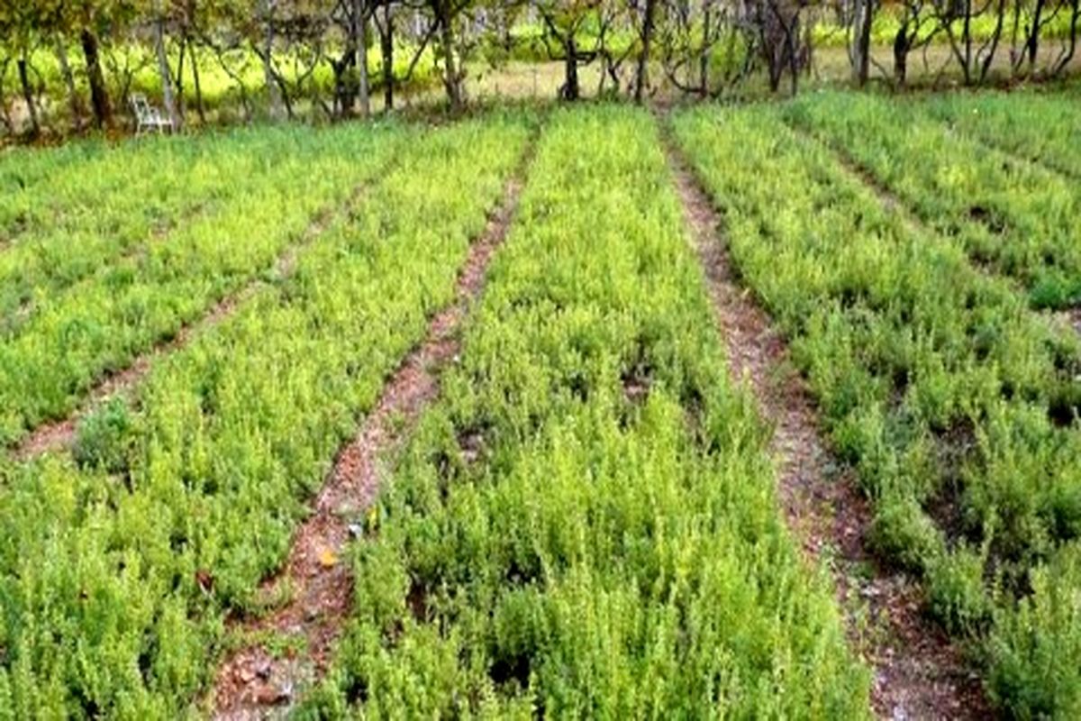 اختصاص۲۰میلیارد ریال برای اجرای کشت گیاهان دارویی در چهارمحال وبختیاری