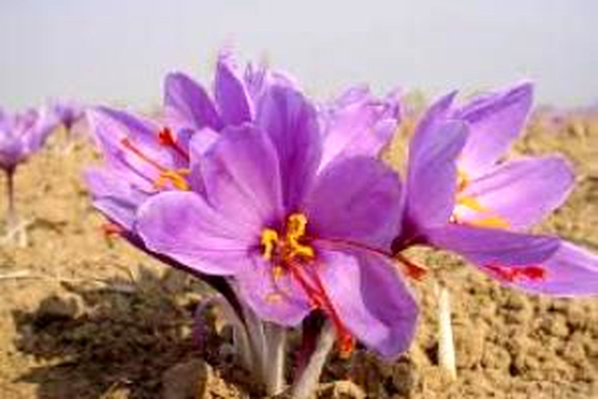 تولید زعفران با کیفیت جهانی درشهرستان فارسان
