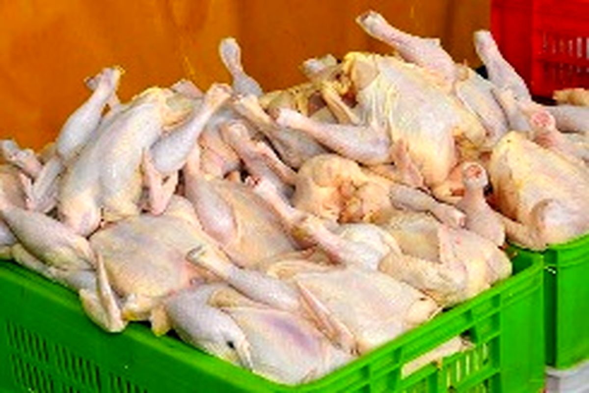 نبود استاندارد مانع صادرات گوشت مرغ اردبیل/صادرات گوشت مرغ به روسیه