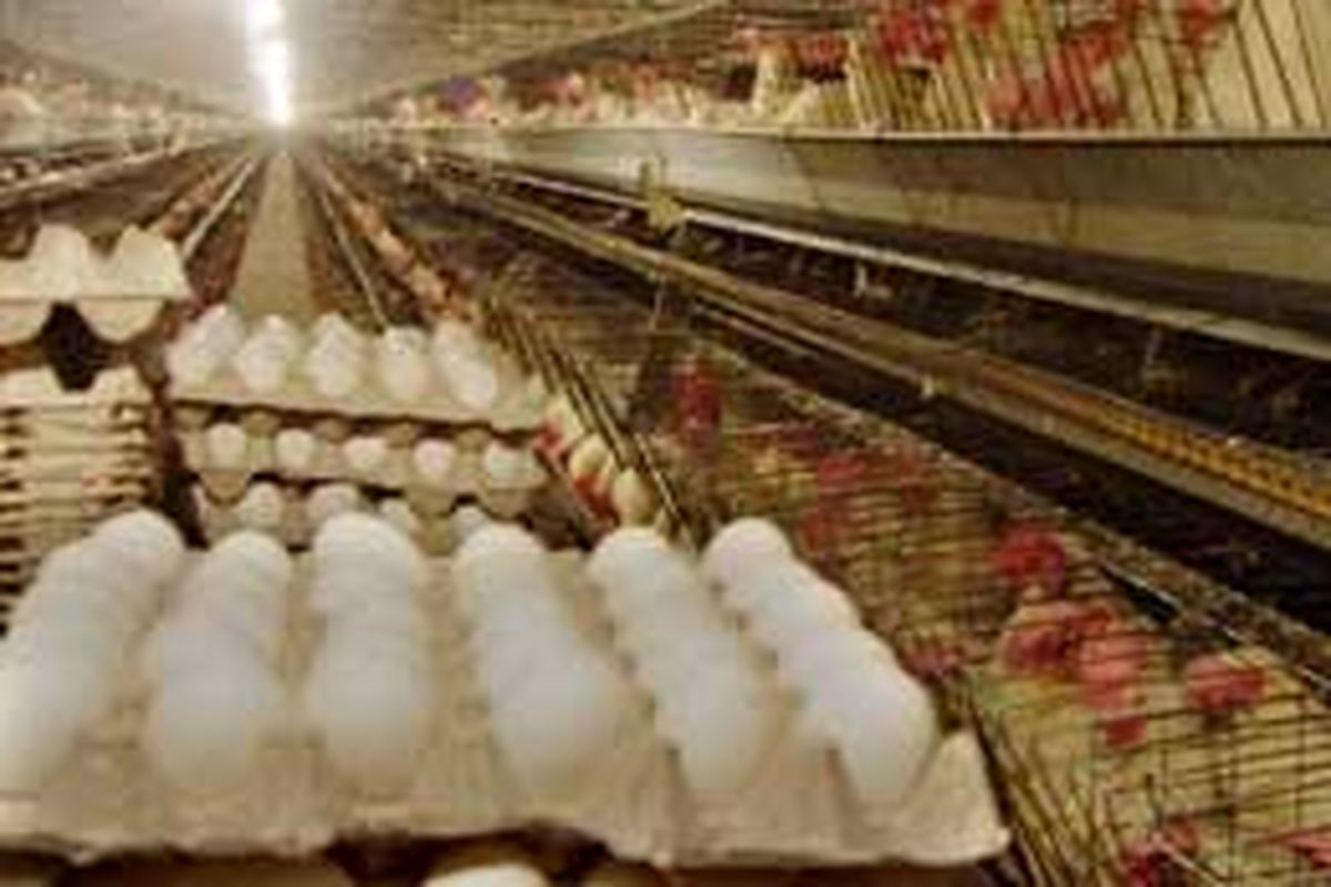 تولید سالانه  ۹هزار تخم مرغ در استان اردبیل
