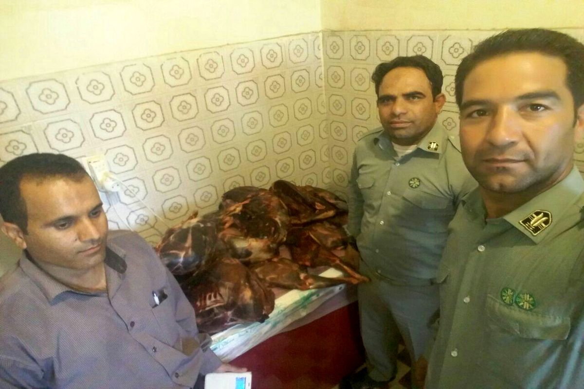 کشف لاشه سه راس کل وحشی در شهرستان حاجی آباد