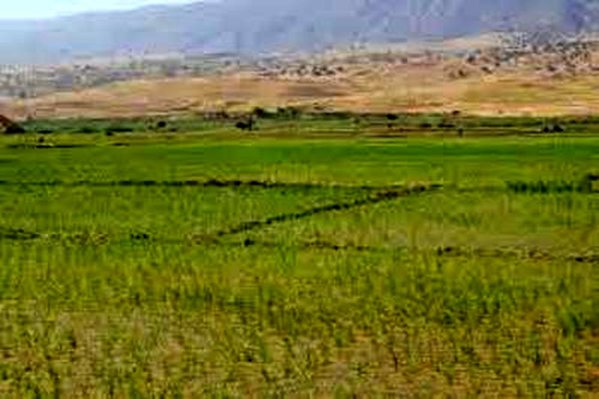 آغاز برداشت برنج محلی از شالیزارهای شهرستان سیروان