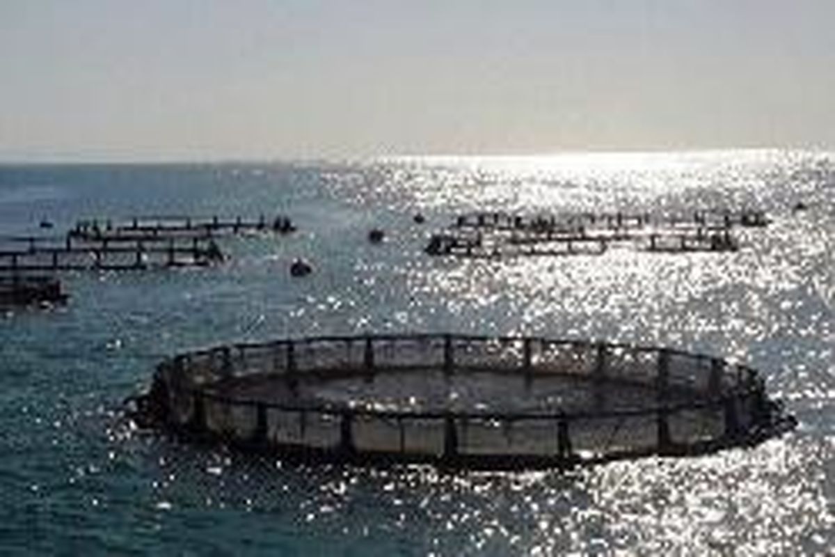 برنامه تولید ۱۰ هزار تن ماهی در قفس در گیلان