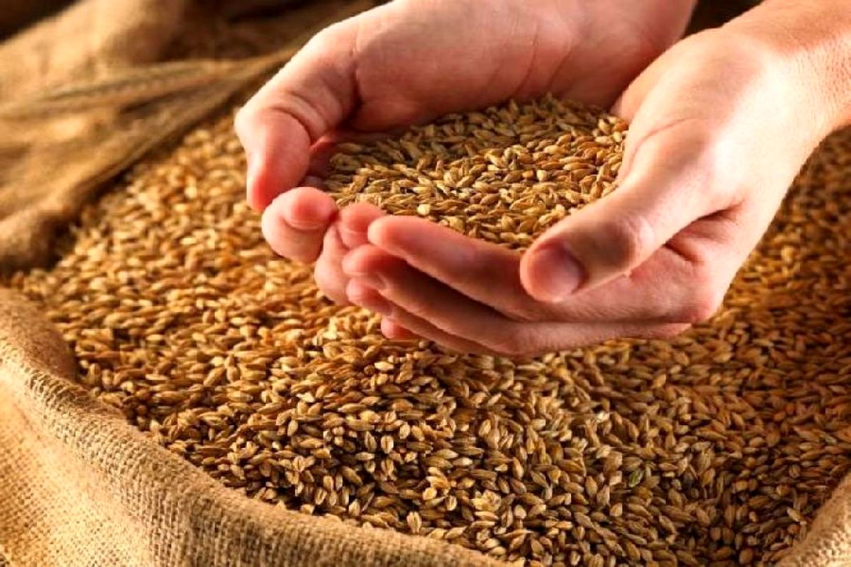 رشد ۸۴ درصدی تولید گندم در خراسان شمالی