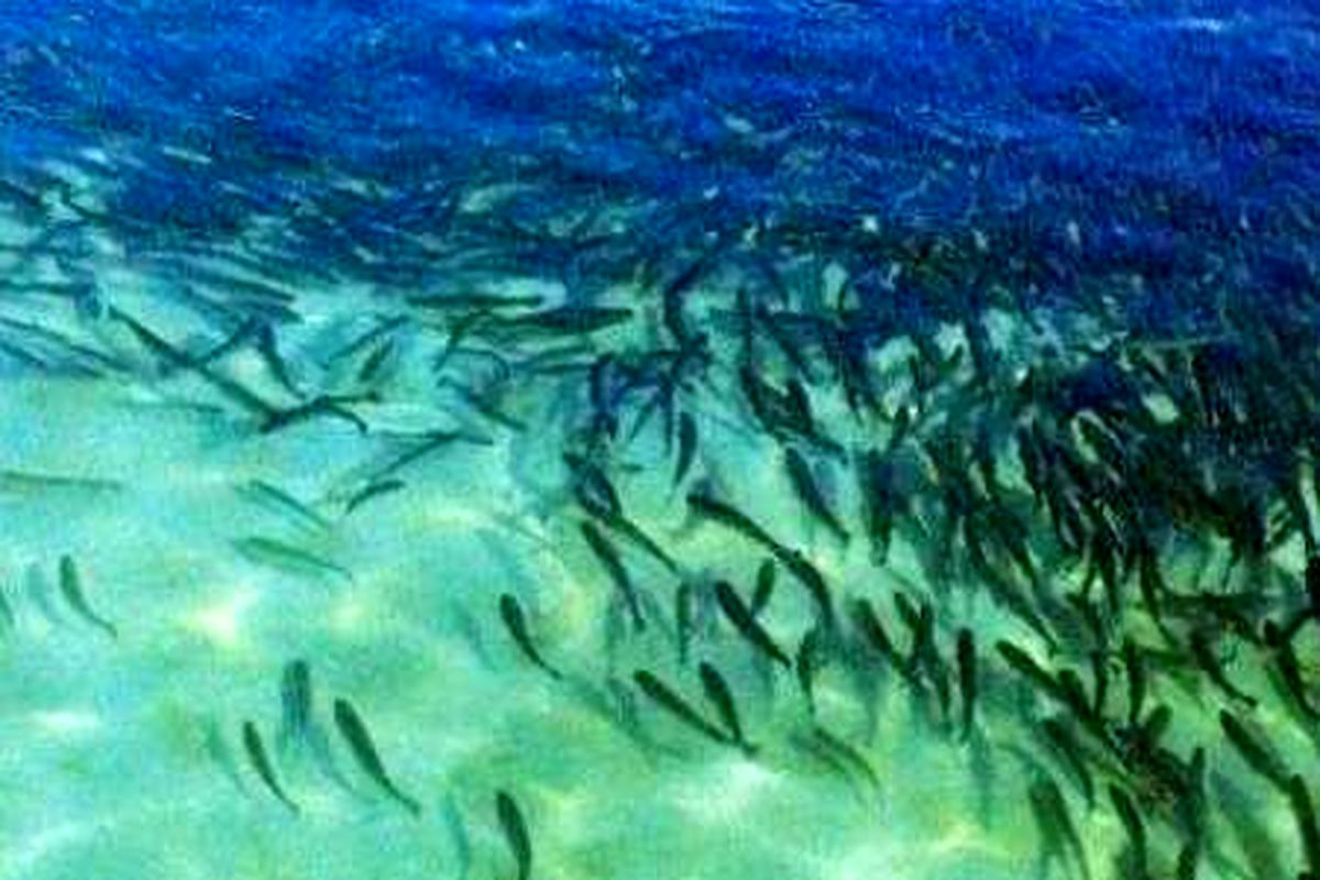 رهاسازی بیش از ۱۵۳ هزار قطعه بچه ماهی در استخرهای هیرمند