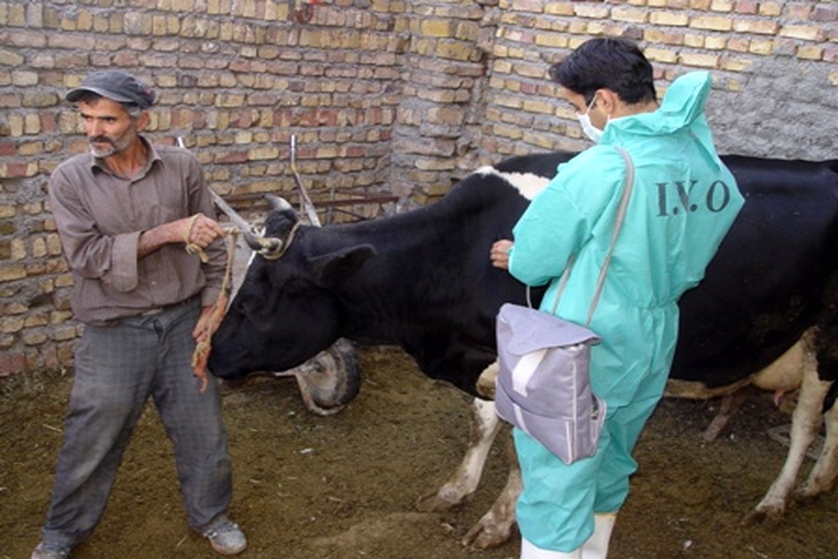 «اجرای طرح ملی واکسیناسیون رایگان طیور روستایی در استان فارس»