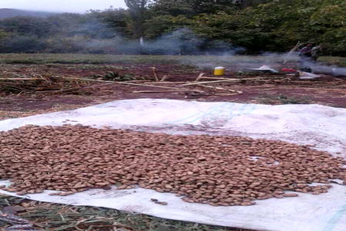 بیش از۱۵۰ تن بادام زمینی درخلخال برداشت می شود