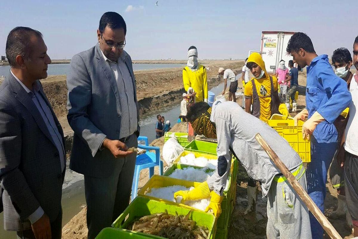 میناب پیشرو در مکانیزاسیون مزارع میگو
۸۰ درصد از مزارع پرورش میگو مکانیزه شده اند