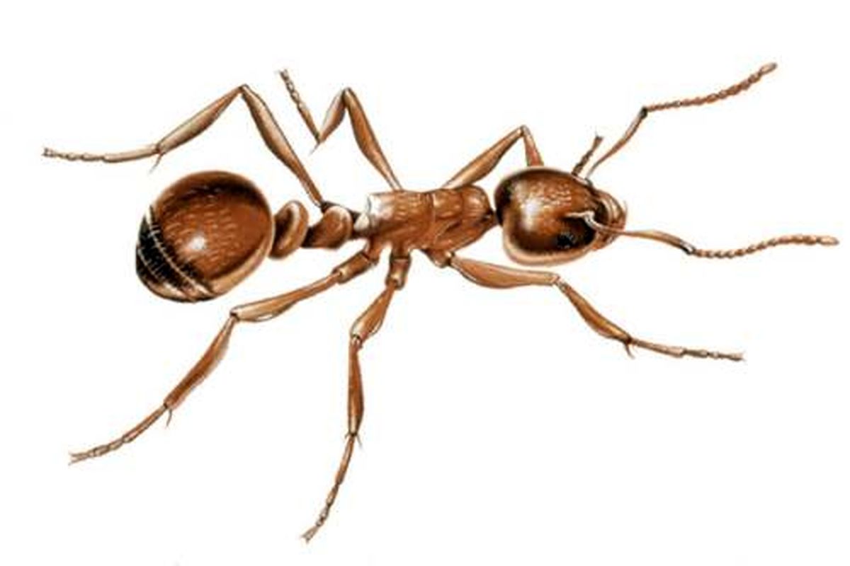 میخواهید بدانید چشم مورچه چه شکلی است؟