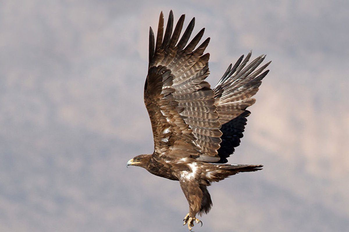رهاسازی یک بهله عقاب صحرایی در ایلام