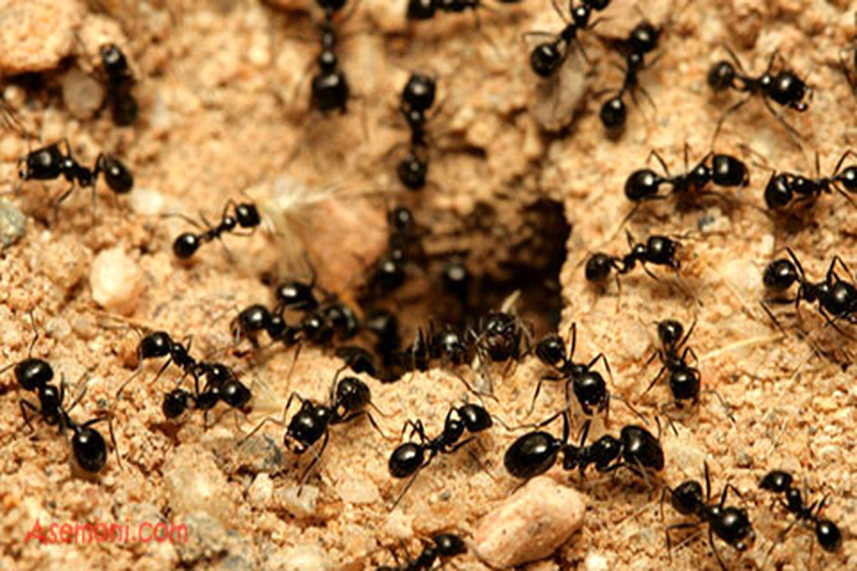 احساسات به سبک مورچه ها/ حقایق شگفت انگیز از دنیای مورچه ها