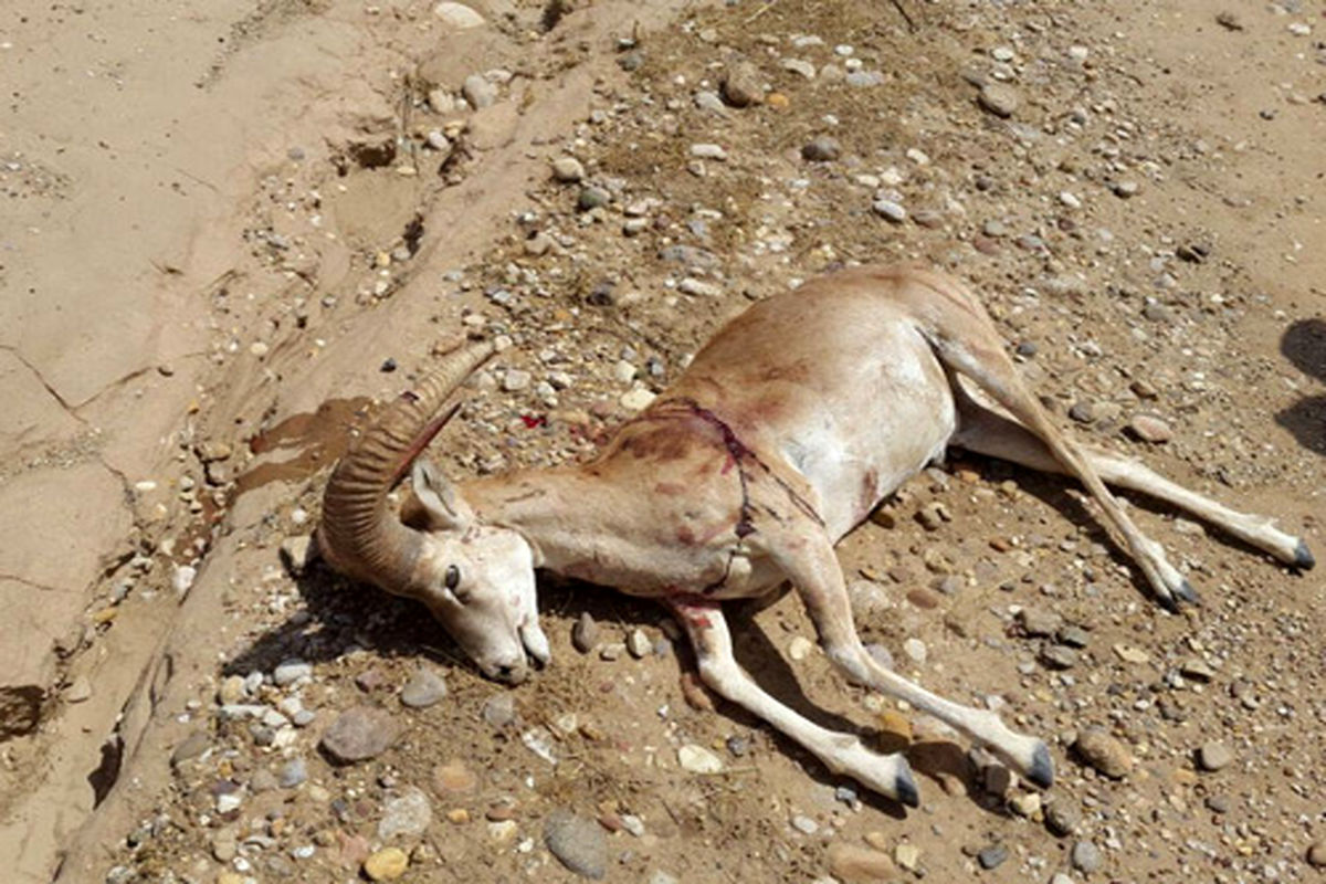 جریمه ۴۰۰میلیونی برای شکارچیان سلطان صخره‌های شاهوار/کشف لاشه ۴ کل‌وقوچ در خوش‌ییلاق شاهرود