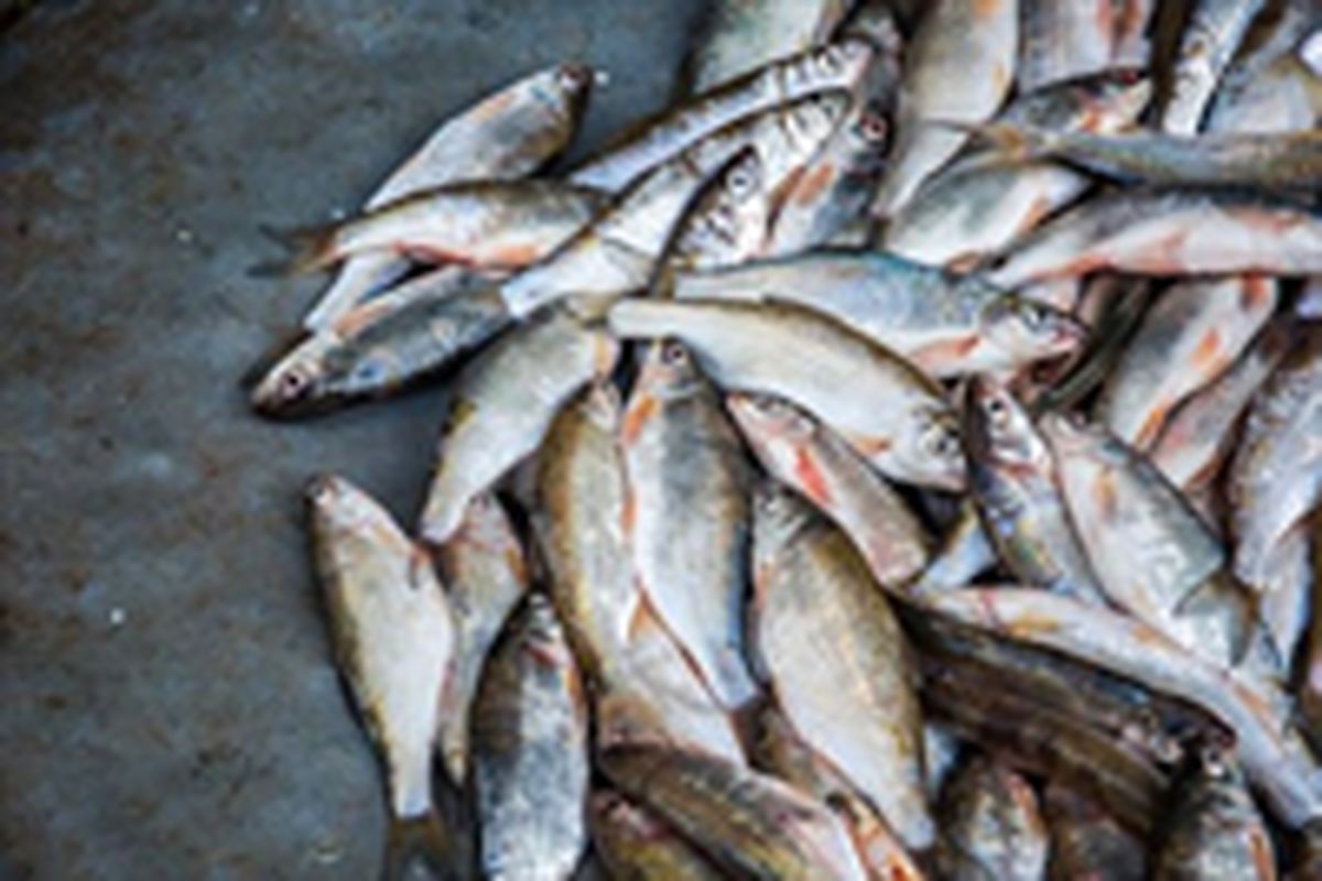 کشف و ضبط ۳۰۰ کیلوگرم ماهی غیر بهداشتی در بیرجند