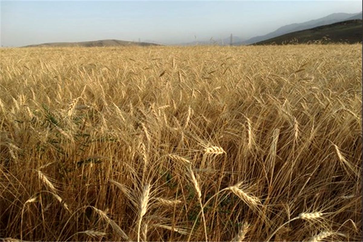 خودکفایی در گندم ماحصل تدابیر روحانی