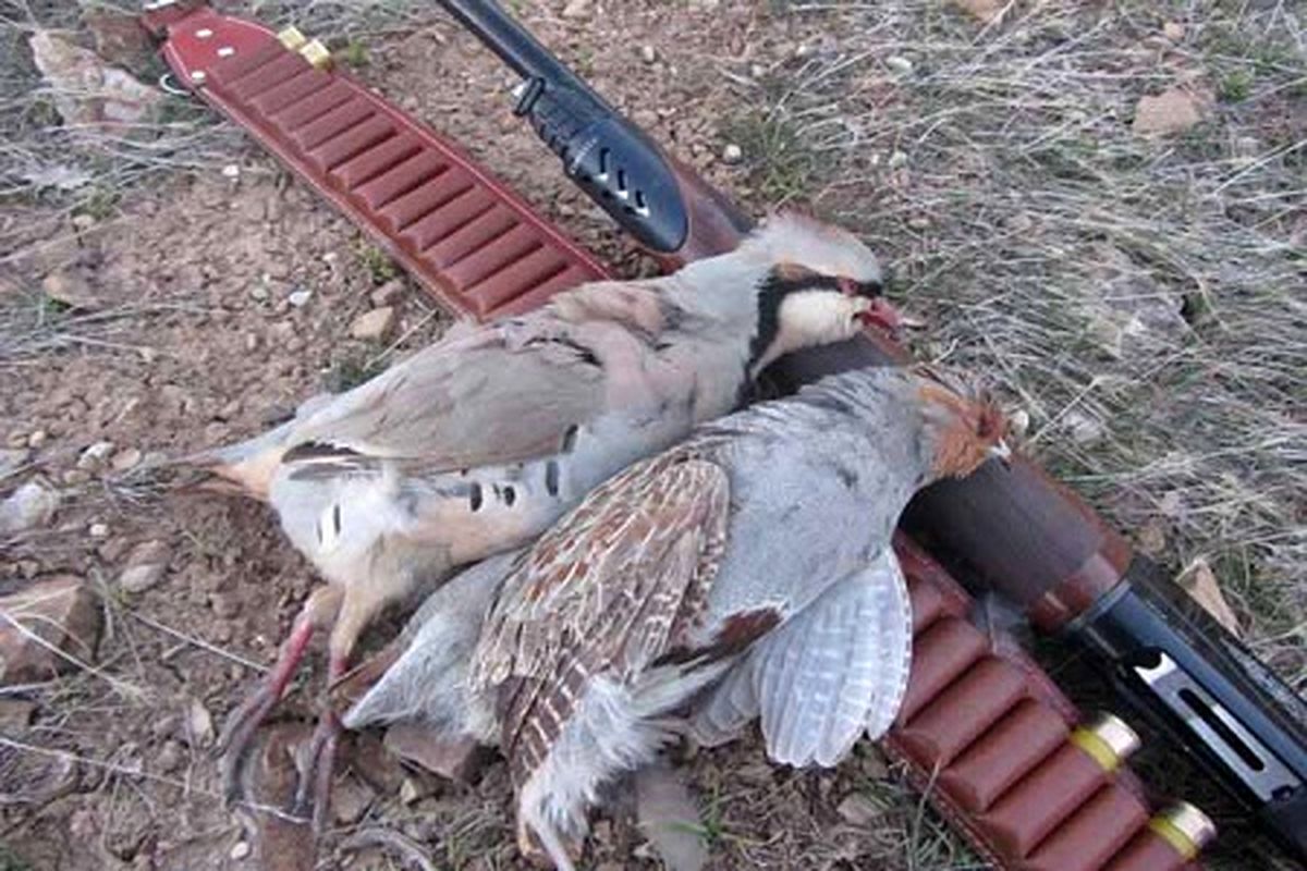 دستگیری دو شکارچی غیر مجاز در منطقه حفاظت شده قرخود