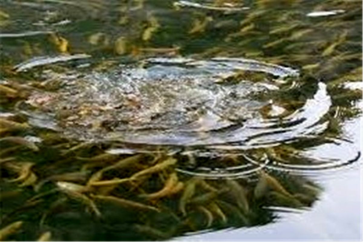 رهاسازی بچه ماهی سردآبی در استخرهای پرورش ماهی زابل